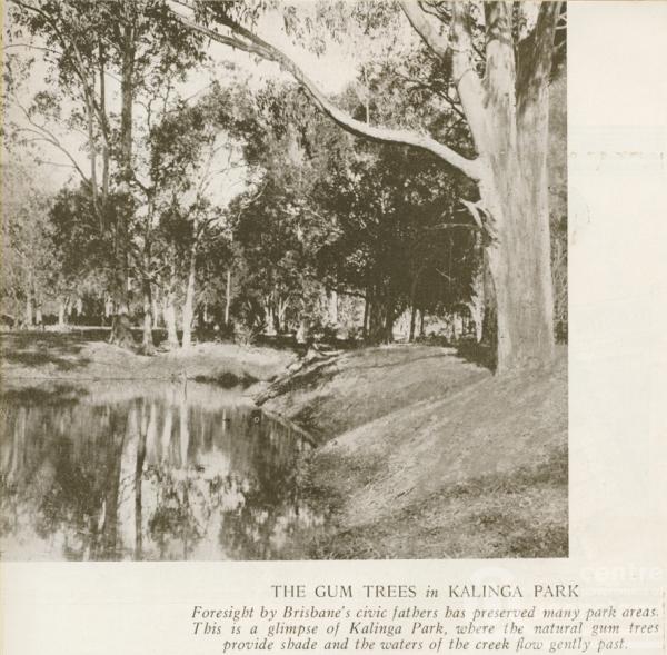 <span class="caption-caption">Gum trees at Kalinga Park</span>. <br />From <span class="caption-book">Brisbane, Australia's Sunshine City, Souvenir Commemorating the Visit of HRH The Dule of Gloucester</span>, <span class="caption-creator">Brisbane City Council</span>, Brisbane, 1934, collection of <span class="caption-contributor">Centre for the Government of Queensland</span>.