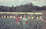 <span class="caption-caption">Tourist train, Big Pineapple, Woombye</span>, 1972. <br />Slide, collection of <span class="caption-contributor">Robin Barron</span>.