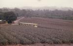 <span class="caption-caption">Tourist train, Big Pineapple, Woombye</span>, 1972. <br />Slide, collection of <span class="caption-contributor">Robin Barron</span>.