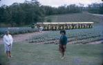<span class="caption-caption">Tourist train, Big Pineapple, Woombye</span>, 1972. <br />Slide, collection of <span class="caption-contributor">Robin Barron</span>.