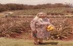 <span class="caption-caption">Big Pineapple, Woombye</span>, 1972. <br />Slide, collection of <span class="caption-contributor">Robin Barron</span>.