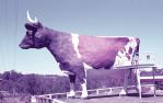 <span class="caption-caption">Big Cow, Nambour</span>, 1972. <br />Slide, collection of <span class="caption-contributor">Robin Barron</span>.