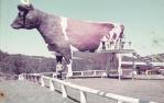 <span class="caption-caption">Big Cow, Nambour</span>, 1972. <br />Slide, collection of <span class="caption-contributor">Robin Barron</span>.