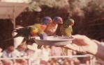 <span class="caption-caption">Lorikeets, Currumbin</span>, 1970. <br />Slide, collection of <span class="caption-contributor">Robin Barron</span>.