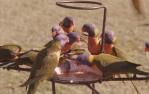 <span class="caption-caption">Lorikeets, Currumbin</span>, 1970. <br />Slide, collection of <span class="caption-contributor">Robin Barron</span>.