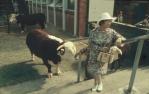 <span class="caption-caption">Tethered bulls at Number 2 oval, Brisbane exhibition, Bowen Hills</span>, 1967. <br />Slide, collection of <span class="caption-contributor">Robin Barron</span>.
