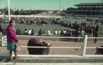 <span class="caption-caption">Bull judging, main arena, Brisbane exhibition, Bowen Hills</span>, 1970. <br />Slide, collection of <span class="caption-contributor">Robin Barron</span>.