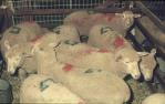 <span class="caption-caption">Penned sheep, Brisbane exhibition, Bowen Hills</span>, 1980. <br />Slide, collection of <span class="caption-contributor">Robin Barron</span>.
