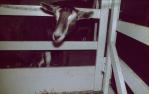 <span class="caption-caption">Penned goat, Brisbane exhibition, Bowen Hills</span>, 1968. <br />Slide, collection of <span class="caption-contributor">Robin Barron</span>.