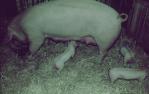 <span class="caption-caption">Penned pigs, Brisbane exhibition, Bowen Hills</span>, 1968. <br />Slide, collection of <span class="caption-contributor">Robin Barron</span>.