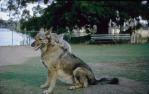 <span class="caption-caption">Lone Pine Sanctuary, Fig Tree Pocket</span>, 1970. <br />Slide, collection of <span class="caption-contributor">Robin Barron</span>.