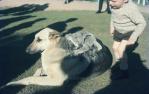 <span class="caption-caption">Lone Pine Sanctuary, Fig Tree Pocket</span>, 1967. <br />Slide, collection of <span class="caption-contributor">Robin Barron</span>.