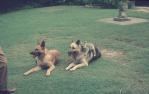 <span class="caption-caption">Lone Pine Sanctuary, Fig Tree Pocket</span>, 1960. <br />Slide, collection of <span class="caption-contributor">Robin Barron</span>.
