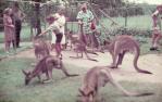 <span class="caption-caption">Lone Pine Sanctuary, Fig Tree Pocket</span>, c1960s. <br />Slide, collection of <span class="caption-contributor">Robin Barron</span>.