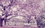 <span class="caption-caption">New Farm Park</span>, c1970s. <br />Slide, collection of <span class="caption-contributor">Robin Barron</span>.