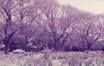 <span class="caption-caption">Rose garden, New Farm Park</span>, c1970s. <br />Slide, collection of <span class="caption-contributor">Robin Barron</span>.