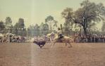 <span class="caption-caption">Ipswich rodeo</span>, c1970s. <br />Slide, collection of <span class="caption-contributor">Robin Barron</span>.