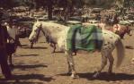 <span class="caption-caption">Ipswich rodeo</span>, c1970s. <br />Slide, collection of <span class="caption-contributor">Robin Barron</span>.