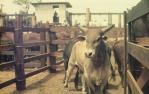 <span class="caption-caption">Ipswich rodeo</span>, c1970s. <br />Slide, collection of <span class="caption-contributor">Robin Barron</span>.