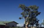 <span class="caption-caption">The original Tree of Knowledge, Barcaldine</span>, 1991. <br />Slide, collection of <span class="caption-contributor">Barcaldine Council</span>.