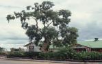 <span class="caption-caption">The original Tree of Knowledge, Barcaldine</span>, 1991. <br />Slide, collection of <span class="caption-contributor">Barcaldine Council</span>.