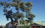 <span class="caption-caption">The original Tree of Knowledge, Barcaldine</span>, 1992. <br />Slide, collection of <span class="caption-contributor">Barcaldine Council</span>.