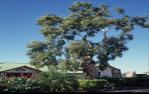 <span class="caption-caption">The original Tree of Knowledge, Barcaldine</span>, 1991. <br />Slide, collection of <span class="caption-contributor">Barcaldine Council</span>.