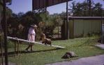 <span class="caption-caption">Sealpark with seal and tortoise, Buderim</span>, 1965. <br />Slide, collection of <span class="caption-contributor">Beris Gaal</span>.