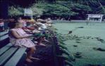 <span class="caption-caption">Feeding lorikeets, Currumbin</span>, 1968. <br />Slide, collection of <span class="caption-contributor">Beris Gaal</span>.