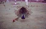 <span class="caption-caption">Peacock and lorikeets, Currumbin</span>, 1968. <br />Slide, collection of <span class="caption-contributor">Beris Gaal</span>.