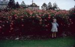 <span class="caption-caption">Rose garden, Maryborough</span>, 1964. <br />Slide, collection of <span class="caption-contributor">Beris Gaal</span>.