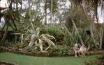 <span class="caption-caption">Brisbane Oasis, Sunnybank</span>, 1968. <br />Slide, collection of <span class="caption-contributor">Beris Gaal</span>.