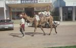 <span class="caption-caption">Camel from outback procession, Elderslie Street, Winton</span>, 1972. <br />Slide, collection of <span class="caption-contributor">Bernie Searle & Loretta Searle</span>.
