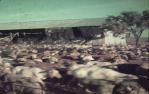<span class="caption-caption">Shorn sheep and shearing shed, Colston homestead, Winton</span>, 1972. <br />Slide, collection of <span class="caption-contributor">Bernie Searle & Loretta Searle</span>.