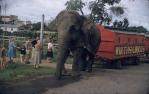 <span class="caption-caption">An elephant pulls Wirths Circus carriage, Atherton</span>, c1950s. <br />Slide, collection of <span class="caption-contributor">Beth Snewin</span>.