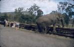 <span class="caption-caption">An elephant on rolling stock, Atherton</span>, c1950s. <br />Slide, collection of <span class="caption-contributor">Beth Snewin</span>.