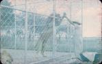 <span class="caption-caption">Mount St John Zoo, Townsville</span>, 1962. <br />Slide, collection of <span class="caption-contributor">Beth Snewin</span>.