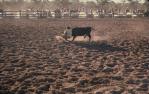 <span class="caption-caption">Tooloombilla rodeo and horse sports, fund-raising for the Royal Flying Doctors Service, near Mitchell and Injune, Flinders Shire</span>, 1974. <br />Slide, collection of <span class="caption-contributor">Dennis Costigan</span>.