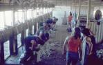 <span class="caption-caption">Thylungra shearing shed during the Clip. The Thylungra flock was 16,000 in 1975, Quilpie Shire</span>, 1975. <br />Slide, collection of <span class="caption-contributor">Dennis Costigan</span>.