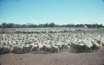 <span class="caption-caption">Thylungra was Australia’s largest sheep station in its heyday in the 1950s. Part of the Thylungra mob prior to shearing, west of Quilpie</span>, 1975. <br />Slide, collection of <span class="caption-contributor">Dennis Costigan</span>.