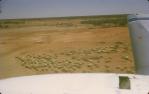 <span class="caption-caption">Sheep seen from the air, Quilpie Shire</span>, 1975. <br />Slide, collection of <span class="caption-contributor">Dennis Costigan</span>.