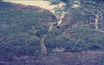 <span class="caption-caption">Fountain Springs, a permanent water hole, 30 km from Mary Kathleen</span>, c1960s. <br />Slide, collection of <span class="caption-contributor">Edward Robertson</span>.