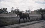 <span class="caption-caption">Horse ploughing crop land, Dalveen, Darling Downs</span>, 1958. <br />Slide, collection of <span class="caption-contributor">Eric Willmott</span>.