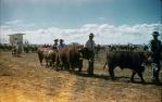 <span class="caption-caption">Grand parade, Blackall show</span>, 1960. <br />Slide, collection of <span class="caption-contributor">Gayle Ahearn</span>.