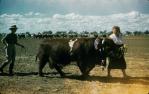 <span class="caption-caption">Grand parade, Blackall show</span>, 1960. <br />Slide, collection of <span class="caption-contributor">Gayle Ahearn</span>.