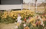 <span class="caption-caption">Bowling Club flowers, Barcaldine</span>, 1963. <br />Slide, collection of <span class="caption-contributor">Gladys Hartland</span>.