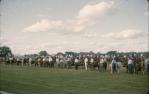 <span class="caption-caption">Bulls lined up for judging at the show, Barcaldine</span>, 1962. <br />Slide, collection of <span class="caption-contributor">Gladys Hartland</span>.