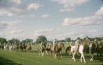 <span class="caption-caption">Pony parade at the show, Barcaldine</span>, 1962. <br />Slide, collection of <span class="caption-contributor">Gladys Hartland</span>.