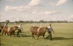 <span class="caption-caption">Prize-winning bulls at the show, Barcaldine</span>, 1962. <br />Slide, collection of <span class="caption-contributor">Gladys Hartland</span>.