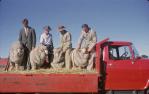 <span class="caption-caption">Prize-winning rams at the show, Barcaldine</span>, 1962. <br />Slide, collection of <span class="caption-contributor">Gladys Hartland</span>.